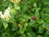 Escallonia